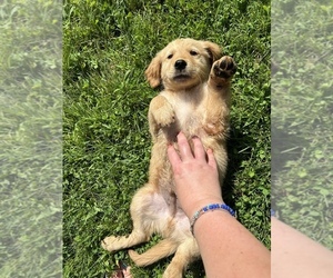 Golden Retriever Puppy for sale in BARRE, MA, USA