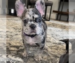 Small Photo #43 French Bulldog Puppy For Sale in GIG HARBOR, WA, USA