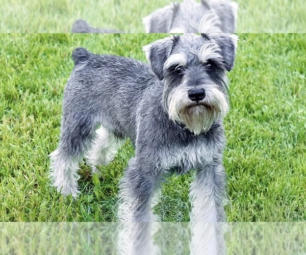 Medium Photo #1 Schnauzer (Miniature) Puppy For Sale in AUGUSTA, GA, USA