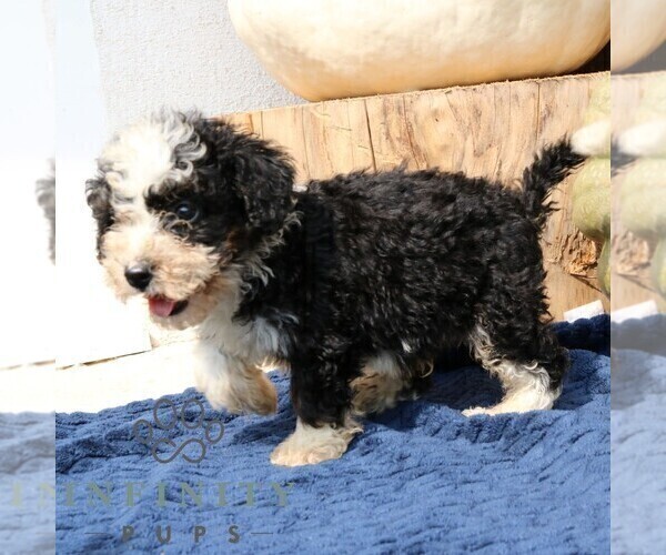 Medium Photo #3 Bernedoodle (Miniature) Puppy For Sale in NARVON, PA, USA