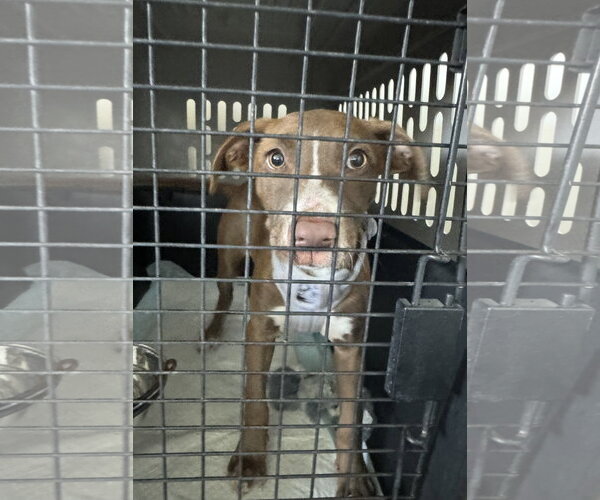 Medium Photo #5 Mutt Puppy For Sale in Columbus, IN, USA