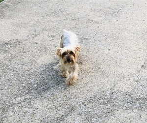 Mother of the Yorkshire Terrier puppies born on 06/30/2025