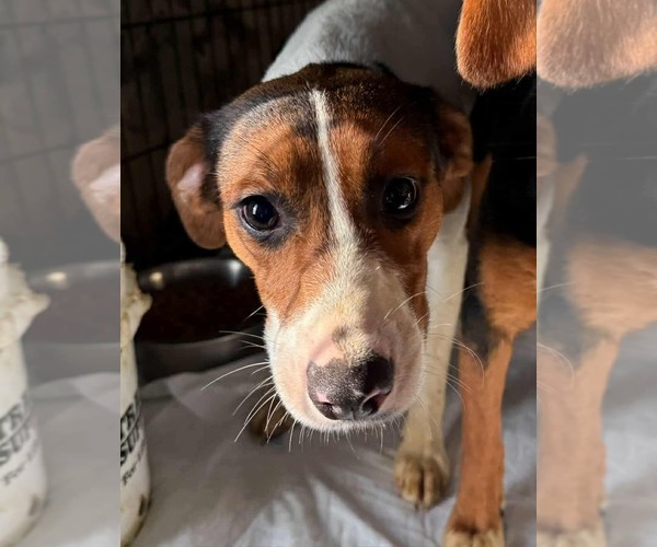 Medium Photo #1 Beagle Puppy For Sale in Minneapolis, MN, USA