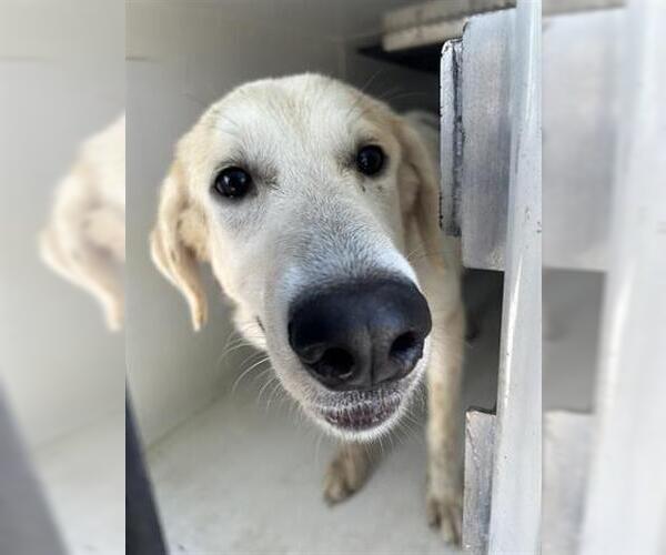 Medium Photo #1 Labrador Retriever-Unknown Mix Puppy For Sale in Houston, TX, USA