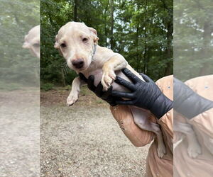 Labrador Retriever-Unknown Mix Dogs for adoption in New York, NY, USA