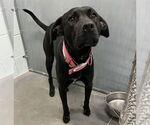 Small Labrador Retriever