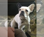 Small Photo #1 French Bulldog Puppy For Sale in YUCCA VALLEY, CA, USA