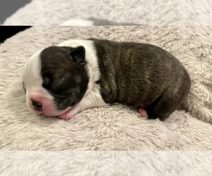 Boston Terrier Puppy for sale in WASHBURN, MO, USA