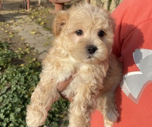 Maltipoo Puppy for sale in MADERA, CA, USA