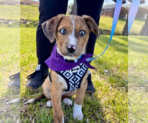 Medium Photo #5 Australian Shepherd-Unknown Mix Puppy For Sale in Claremore, OK, USA