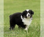 Small #2 Australian Shepherd