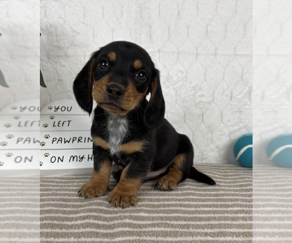 Medium Photo #5 Dachshund Puppy For Sale in GREENFIELD, IN, USA
