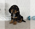 Small #4 Dachshund