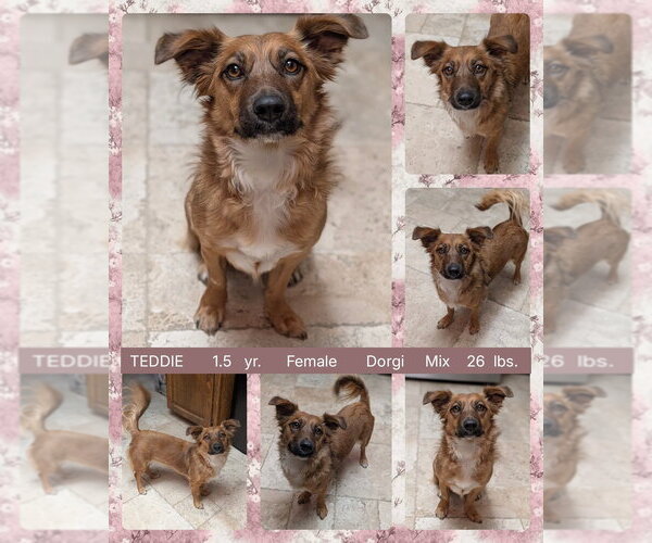 Medium Photo #1 Dachshund-Unknown Mix Puppy For Sale in Mesa, AZ, USA