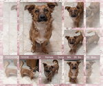 Small Dachshund Mix