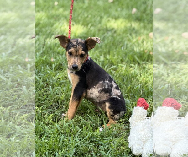 Medium Photo #3 Mutt Puppy For Sale in Yardley, PA, USA