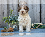Small #2 Poodle (Miniature)-Portuguese Water Dog Mix