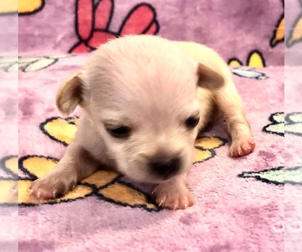 Medium Photo #7 Chihuahua Puppy For Sale in SHERMAN, TX, USA