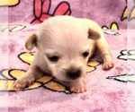 Small #6 Chihuahua