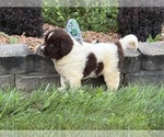 Small #12 Newfoundland