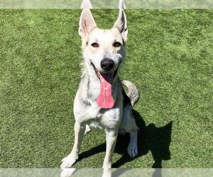 German Shepherd Dog-Siberian Husky Mix Dogs for adoption in Orange, CA, USA
