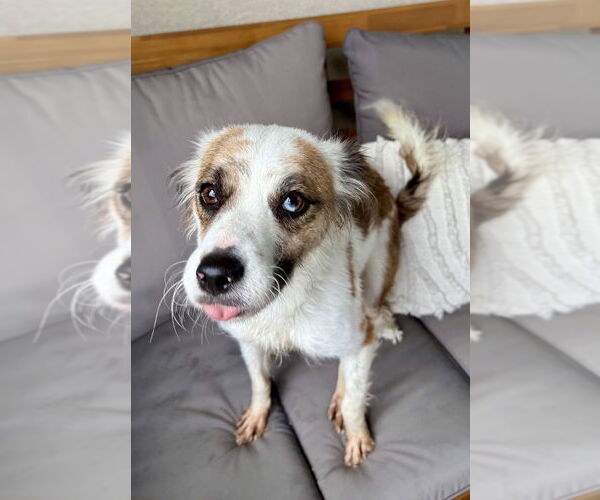 Medium Photo #4 Mutt Puppy For Sale in San Diego, CA, USA