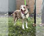Small #3 American Pit Bull Terrier