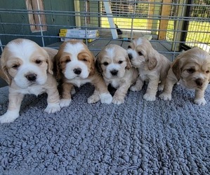 English Cocker Spaniel Puppy for sale in CUMBERLAND, VA, USA