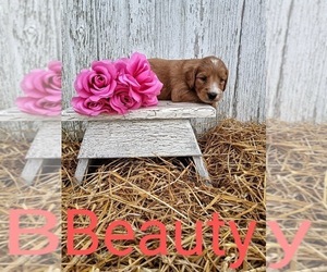 Goldendoodle Puppy for sale in WOOSTER, OH, USA