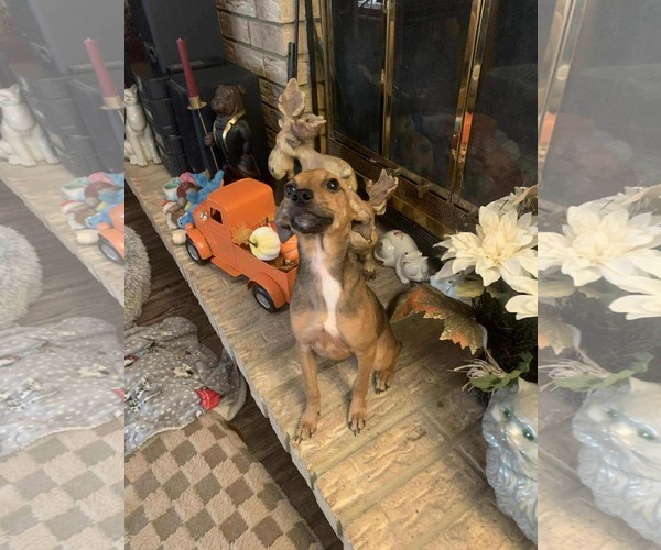 Medium Photo #8 Chipin Puppy For Sale in Wakefield, RI, USA