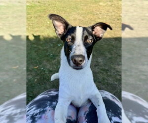 Pretzel - Male Dachshund-Unknown Mix Dog for Adoption - Photo #2