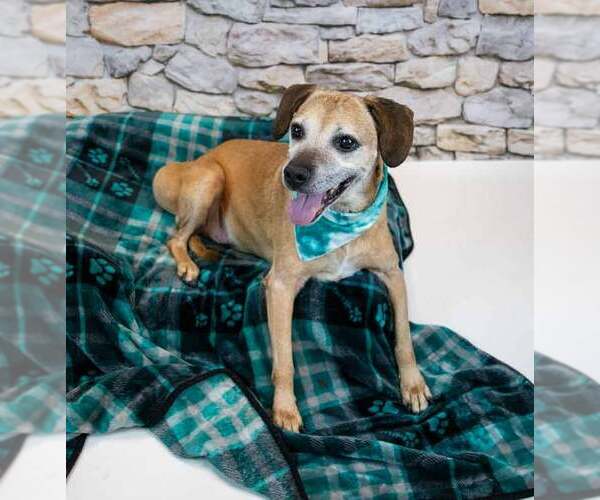 Medium Photo #6 Labbe Puppy For Sale in Kennesaw, GA, USA