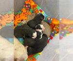 Small #2 Bernese Mountain Dog