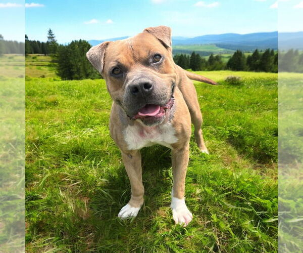 Medium Photo #5 American Pit Bull Terrier Puppy For Sale in Glen Allen, VA, USA