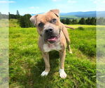 Small #4 American Pit Bull Terrier