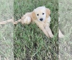 Small Photo #2 Golden Retriever Puppy For Sale in PAIGE, TX, USA