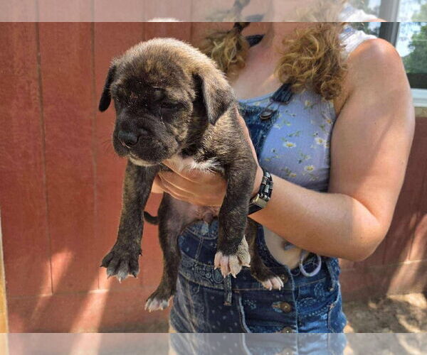 Medium Photo #3 American Pit Bull Terrier-Labrador Retriever Mix Puppy For Sale in Princeton, MN, USA