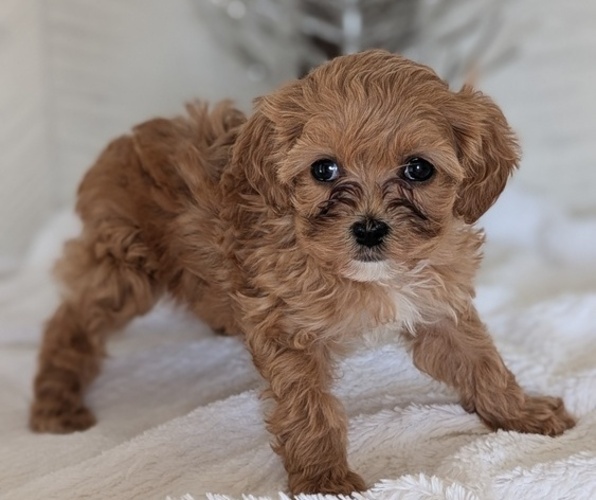 Medium Photo #5 Cavapoo (Miniature) Puppy For Sale in GOSHEN, IN, USA