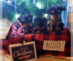 Yorkshire Terrier Puppy for Sale in OTTAWA, Ohio USA