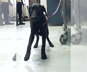 Labrador Retriever-Unknown Mix Dogs for adoption in Fayetteville, NC, USA