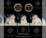 Small #5 Maltipoo