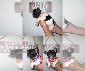 French Bulldog Puppy for sale in CLOVIS, CA, USA