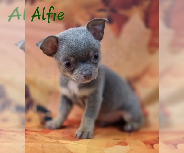 Medium Photo #2 Chihuahua Puppy For Sale in HOMERVILLE, GA, USA