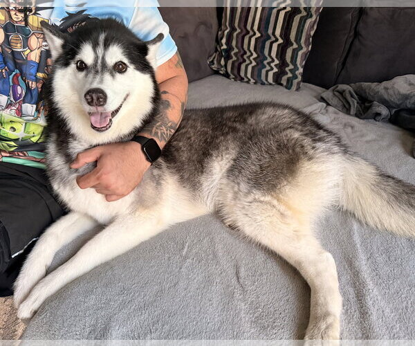 Medium Photo #4 Siberian Husky-Unknown Mix Puppy For Sale in Oakhurst, NJ, USA