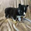 Small Photo #1 Siberian Husky Puppy For Sale in CRAIGSVILLE, PA, USA