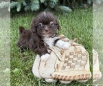 Small #2 Shih Tzu