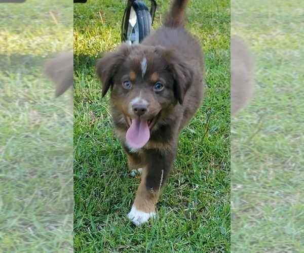 Medium Photo #1 Australian Shepherd Puppy For Sale in GATESVILLE, NC, USA