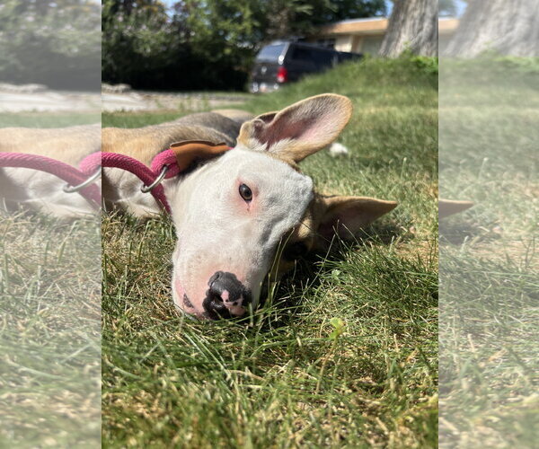 Medium Photo #6 American Pit Bull Terrier-Unknown Mix Puppy For Sale in Sandy, UT, USA