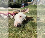 Small #5 American Pit Bull Terrier Mix