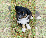 Small Photo #4 Miniature Australian Shepherd Puppy For Sale in ANTHONY, FL, USA